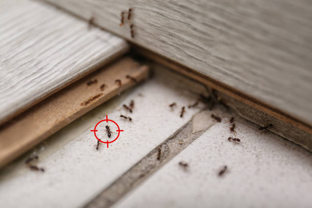 Best Ant Control Services  in Riley, KS